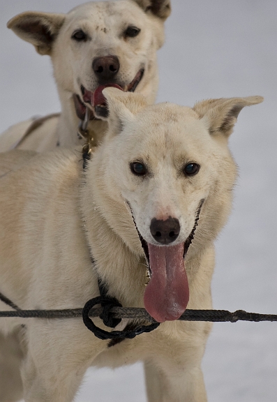 2009-03-14, Competition de traineaux a chiens au Bec-scie (144556).jpg - Dans l'attente du départ